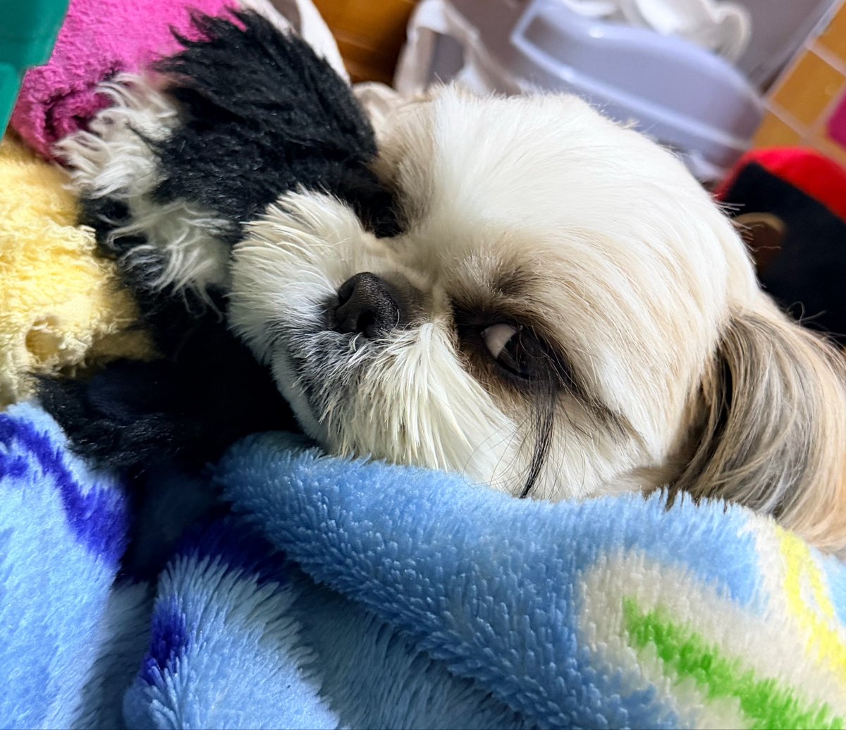 ❄️SnowRin🦊 tweet media