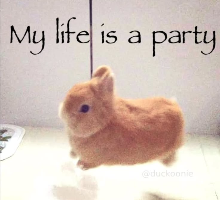 WHY YOU SHOULD HAVE A BUNNIES tweet media