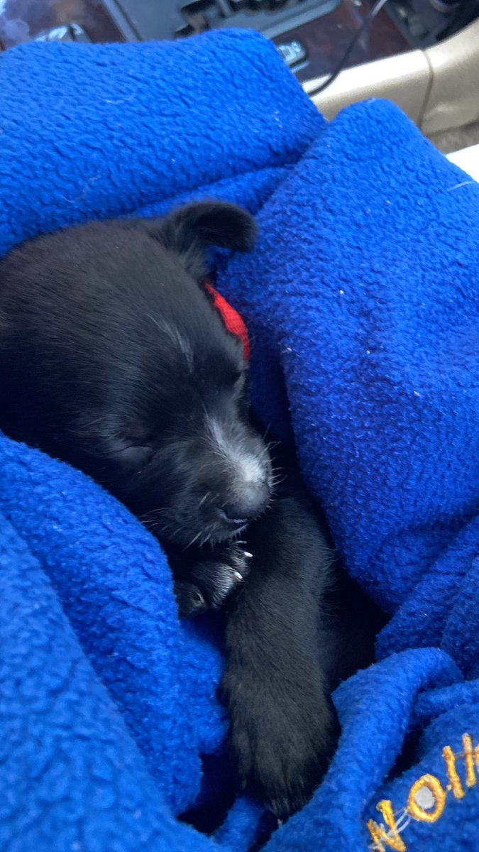 pgruizzz's tweet photo. Adoptarte fue lo mejor que hicimos ❤️🐾 https://t.co/lSrt4rfv1q