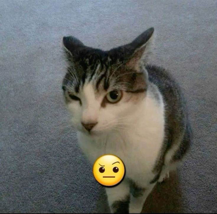 🌺Mapiduwu Satome🌺 tweet media