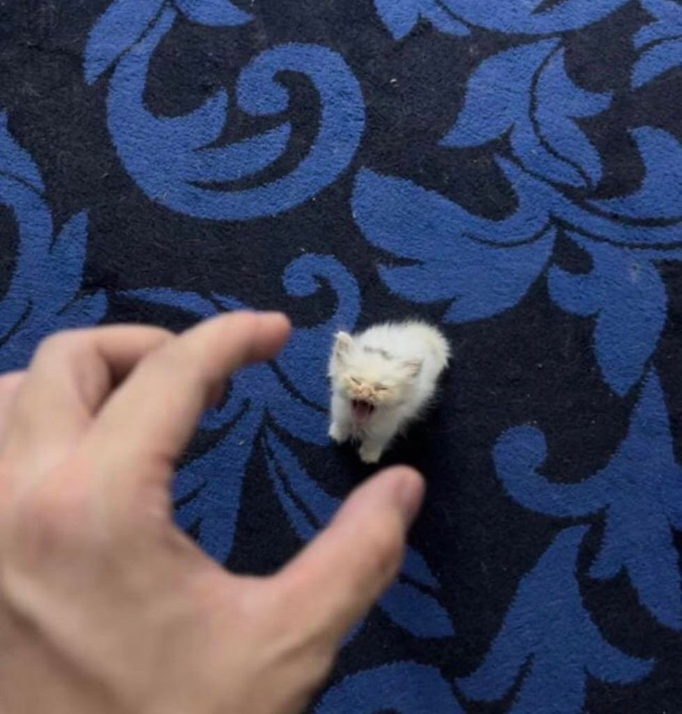 gatos fazendo gatices tweet media