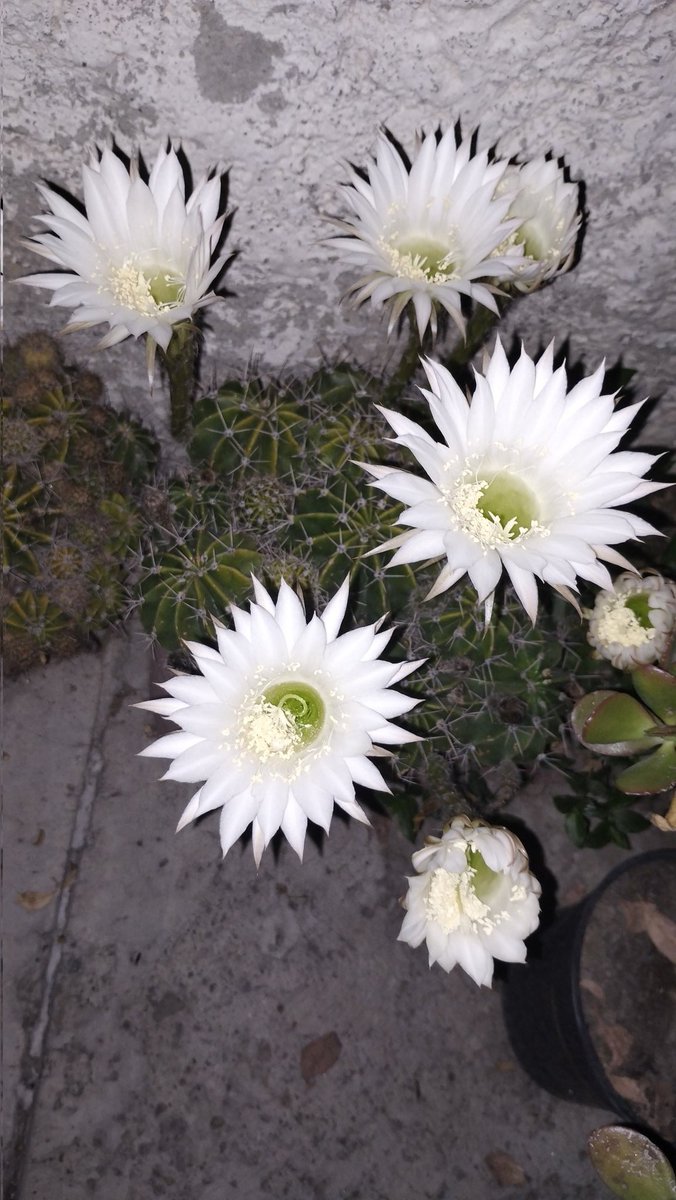 alberto barrientos tweet media