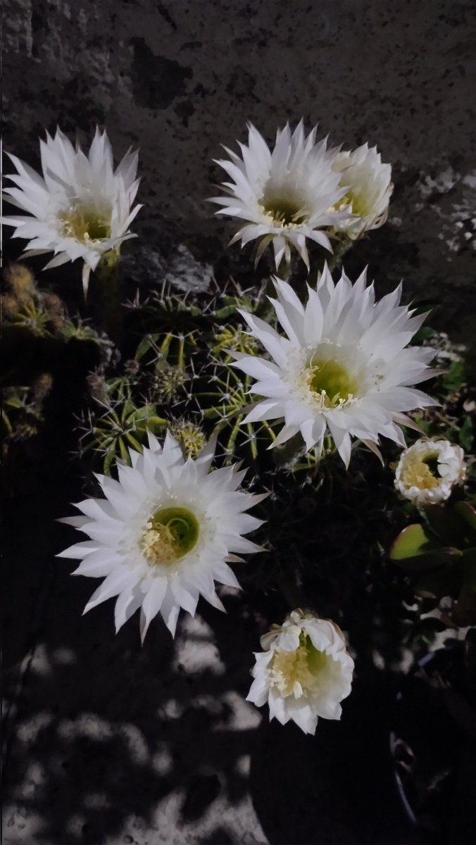 alberto barrientos tweet media