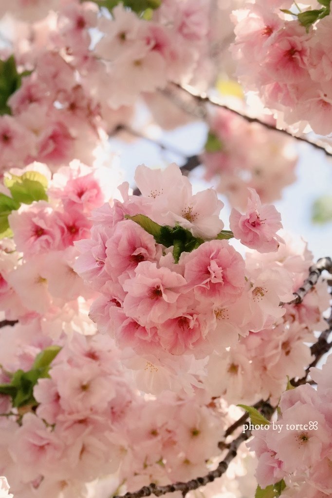 𝑡𝑜𝑟𝑡𝑒 🌸ꕤ˙˚°𖡼.𖤣𖥧 tweet media