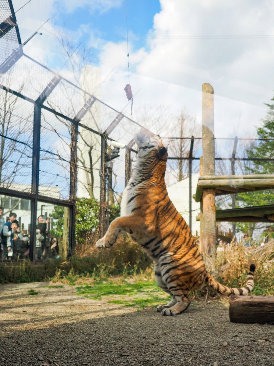 秋田市大森山動物園 tweet media
