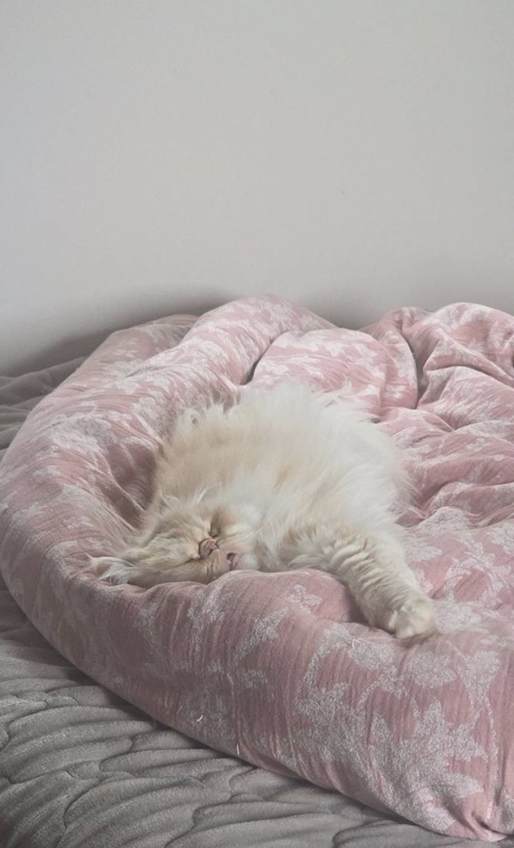 みちこず tweet media