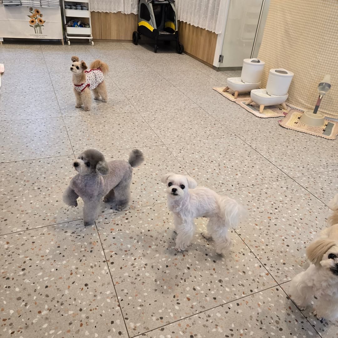 TAEYEON UPDATES tweet media