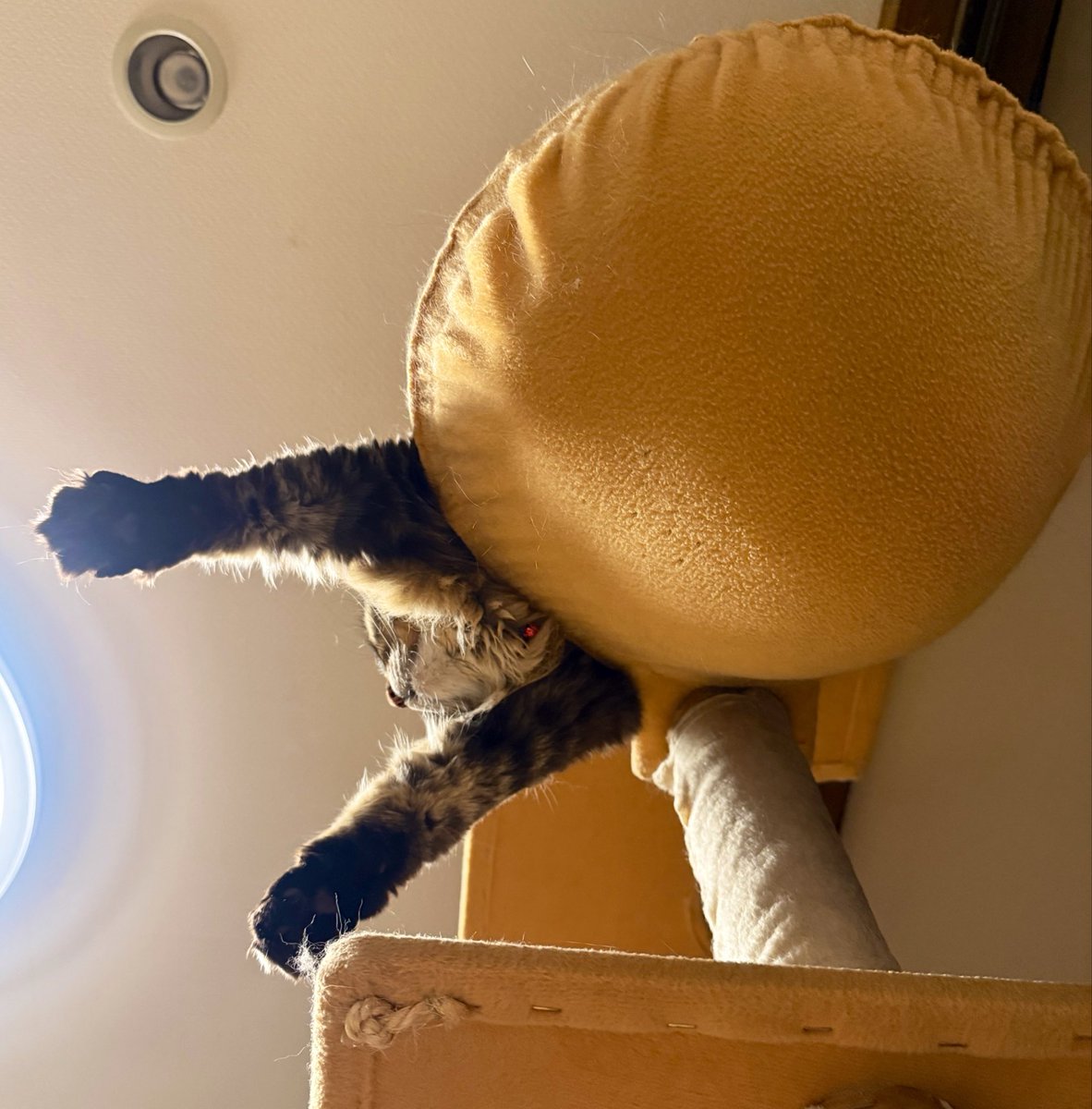 らむらむ tweet media