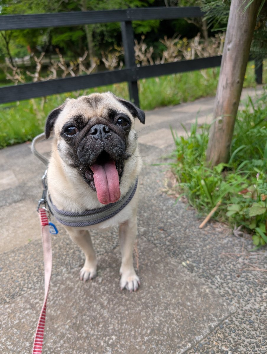 雨が降る前にと鎌倉中央公園まで散歩。木道の一部が新しく作り直されてました。#パグ