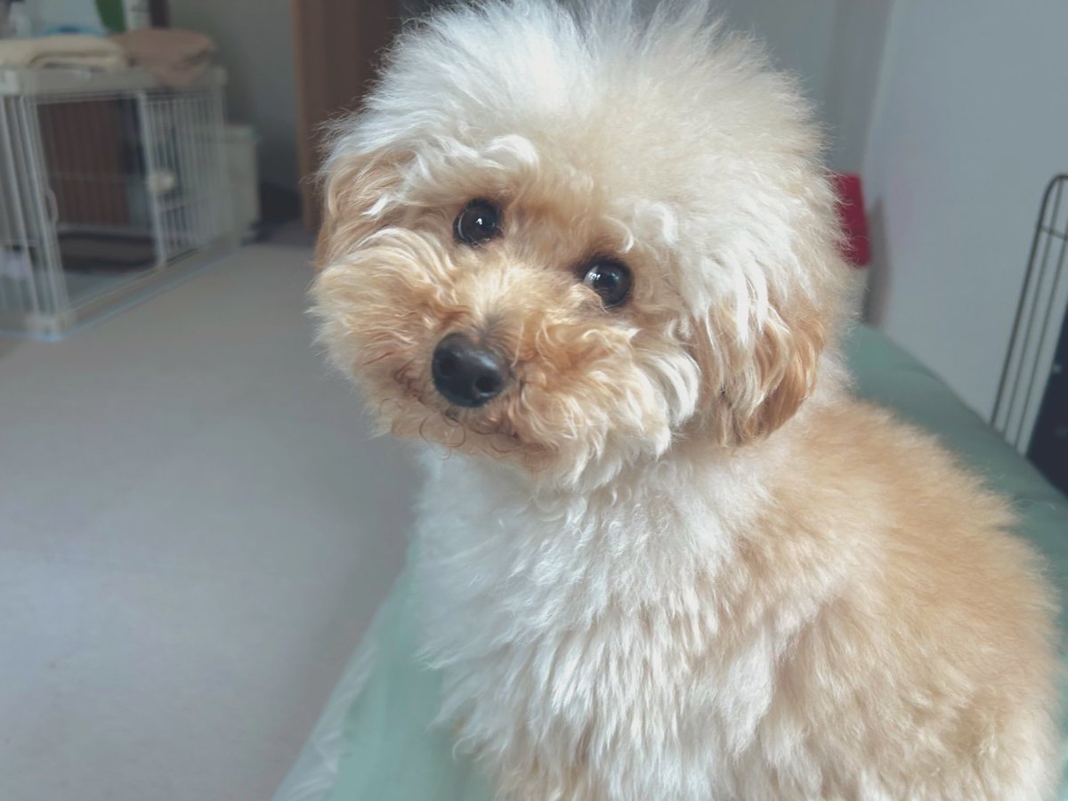 kinseishosho's tweet photo. もふもふのんびりわんこ🐾 https://t.co/Yh7VYMefqz