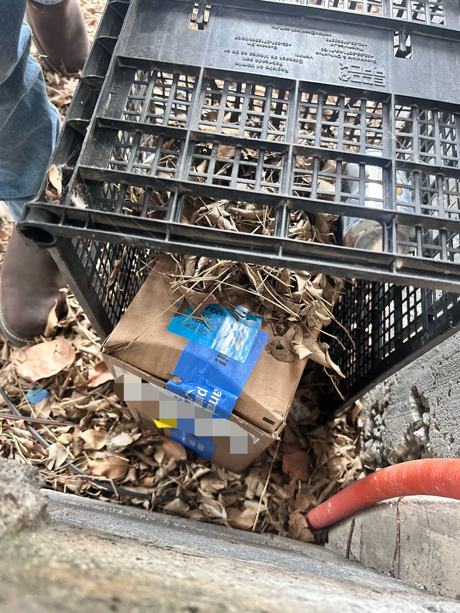 El señor de Amazon escondiendo mi paquete debajo de un puñado de hojitas🥰🥰 ni yo lo podía encontrar 😆