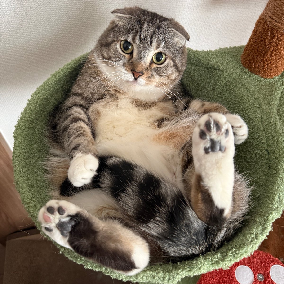 ねこぞー tweet media