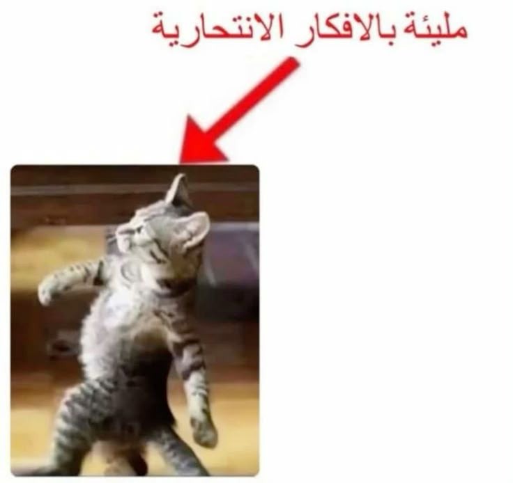 عبدالله tweet media