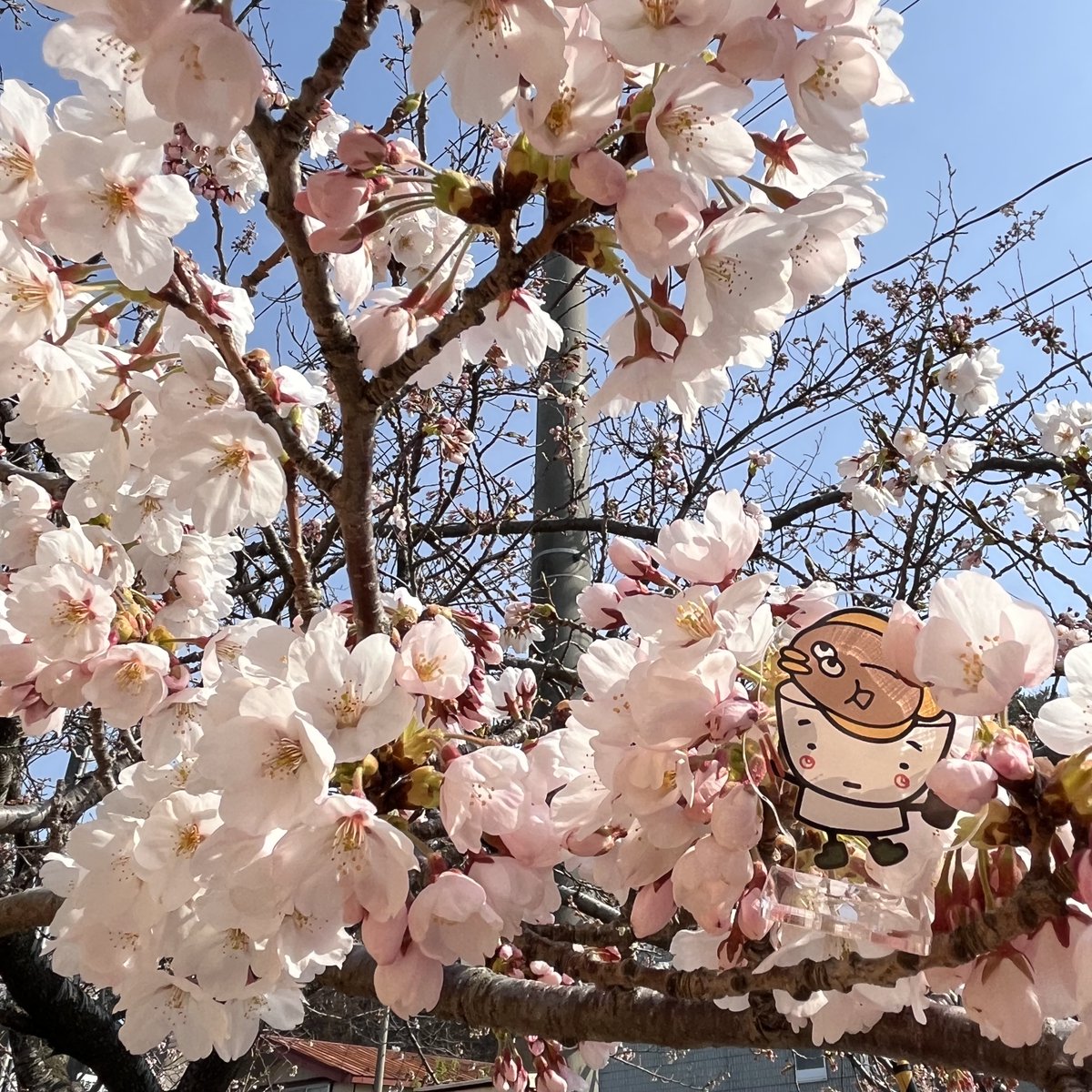 aji_iku's tweet photo. ひらめちゃんとヅケどん君の
🌸気まぐれ桜前線ニュース🌸

海の駅わんど付近の桜を見に２人であじさんぽ🎵
きれいだね～🥰

海の駅わんどさ来たついでに
みでみればいいよー😄
🌸🌸🌸🌸🌸🌸🌸🌸🌸

https://t.co/o4zAE8ssIV

#あじ行く #海の駅わんど https://t.co/KEFxvUx9lj