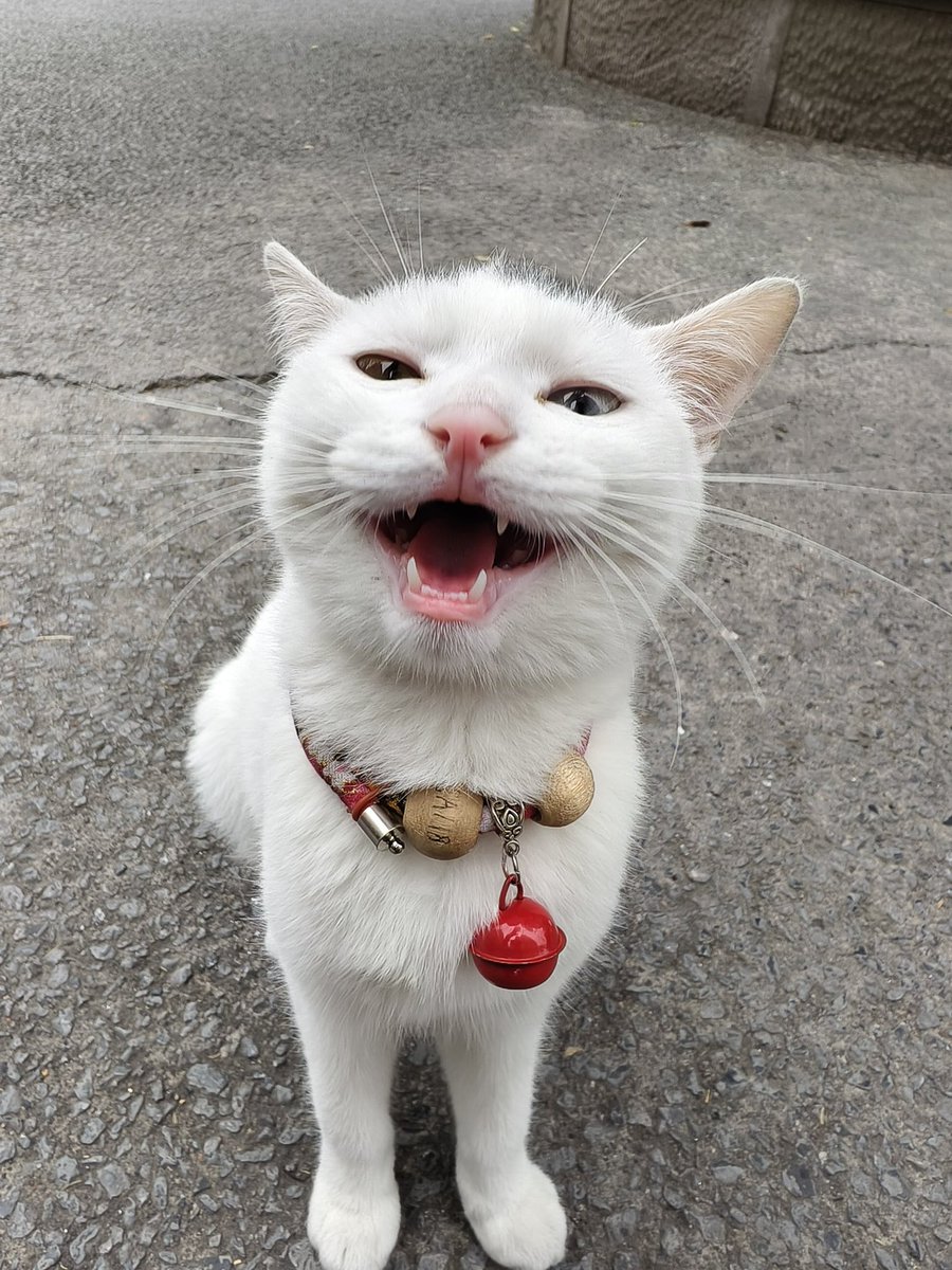 想吃猫条🐟 tweet media