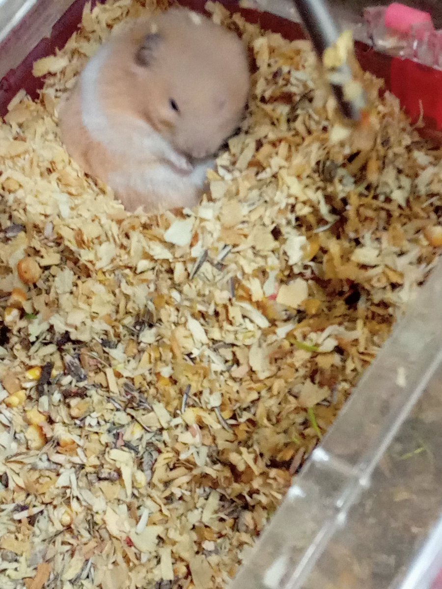 のぶみち🐣💙 tweet media