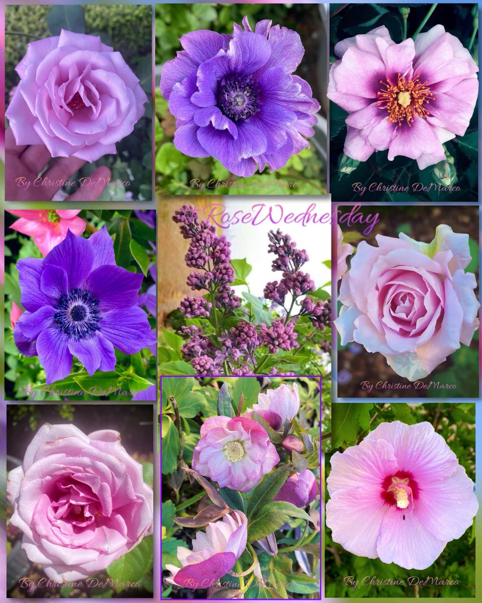 🌱Christine DeMarco tweet media