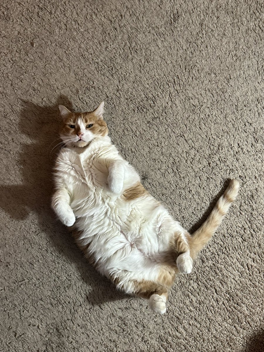 oreokittykat's tweet image. Hello friends ❤️ Peaches needs more belly rubs. Now 😸 #tuesdaythoughts #catsoftwitter #CatsOnX