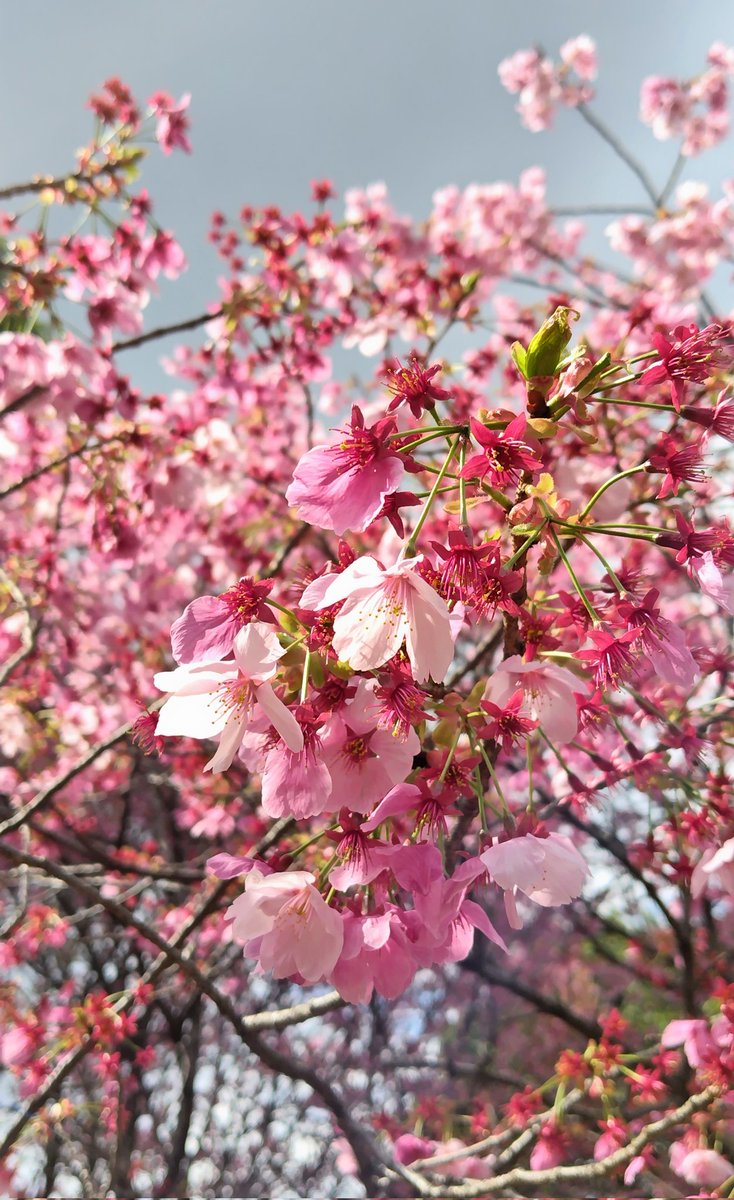 メロンソーダ高場🍈 tweet media