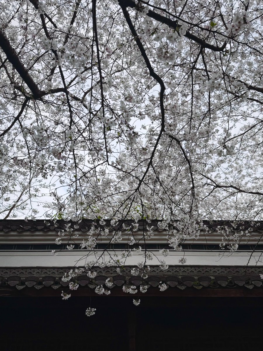 pickleeater2005's tweet photo. 花の中に、静かに溶けていく。🌸
言葉はいらない、この景色だけでいい。
#桜 #春 #和の風景 #古風 #自然 #癒し #旅の記録 #美しい景色 #風情 #日常の中の非日常 https://t.co/ZBEOV4YitC