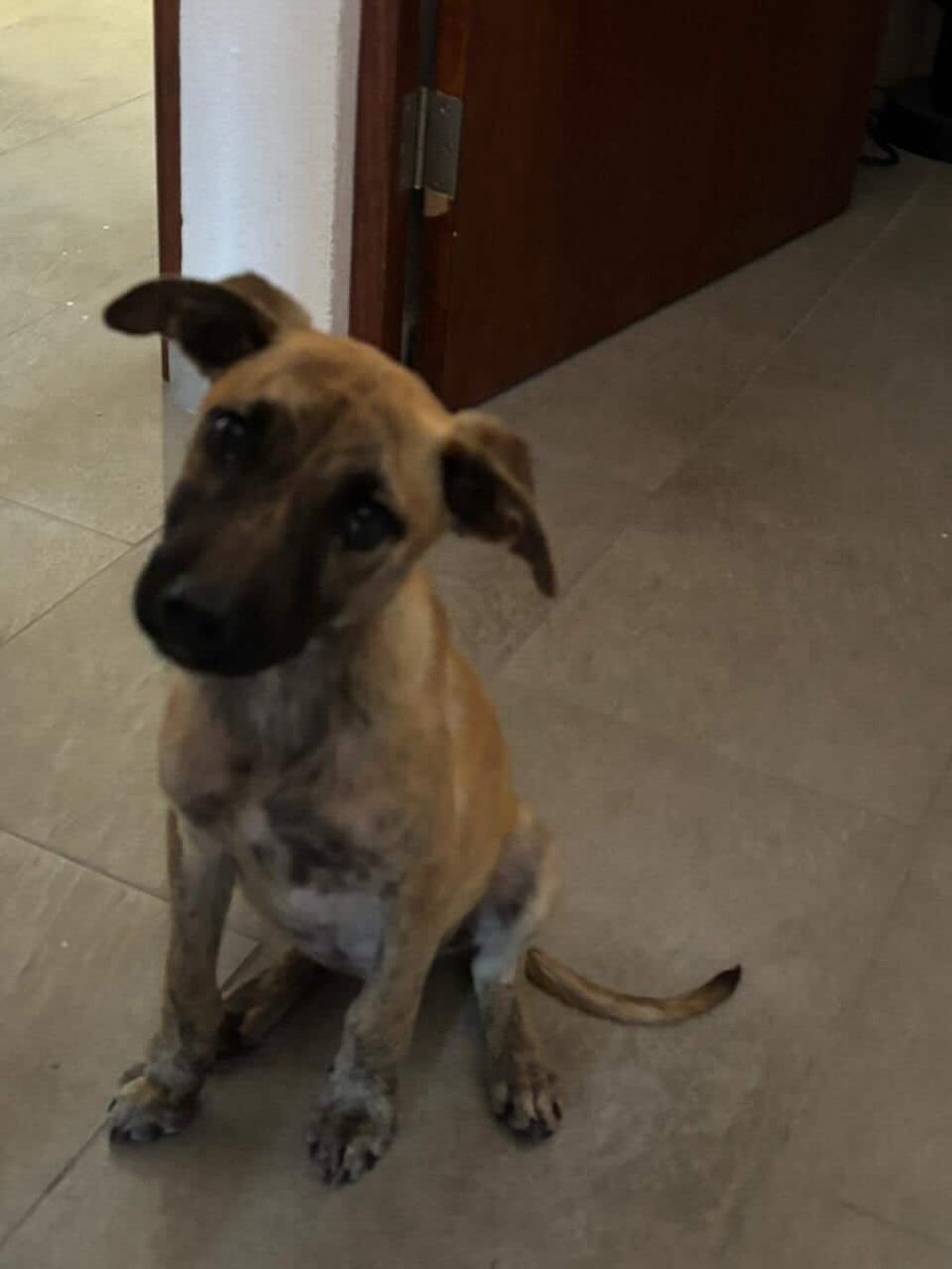 usercomplains's tweet photo. Gente! Nos encontramos a una perrita en la calle y buscamos quién la adopte, tiene aproximadamente 4 meses, a alguien le interesa darle hogar?
#ADOPCIÓN #adopcionresponsable #AdoptaUnPerrito https://t.co/M0PtwaHRlX