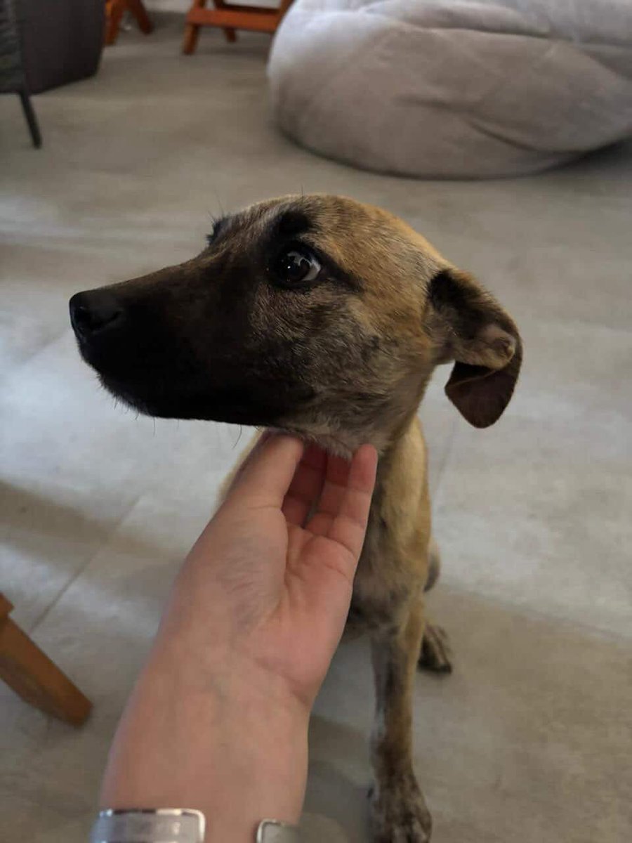usercomplains's tweet photo. Gente! Nos encontramos a una perrita en la calle y buscamos quién la adopte, tiene aproximadamente 4 meses, a alguien le interesa darle hogar?
#ADOPCIÓN #adopcionresponsable #AdoptaUnPerrito https://t.co/M0PtwaHRlX