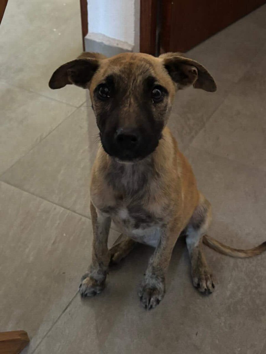 usercomplains's tweet photo. Gente! Nos encontramos a una perrita en la calle y buscamos quién la adopte, tiene aproximadamente 4 meses, a alguien le interesa darle hogar?
#ADOPCIÓN #adopcionresponsable #AdoptaUnPerrito https://t.co/M0PtwaHRlX