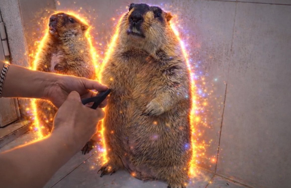 Mystayor's tweet image. Which groundhog are you?