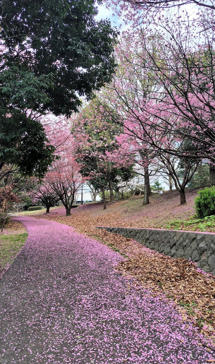 メロンソーダ高場🍈 tweet media