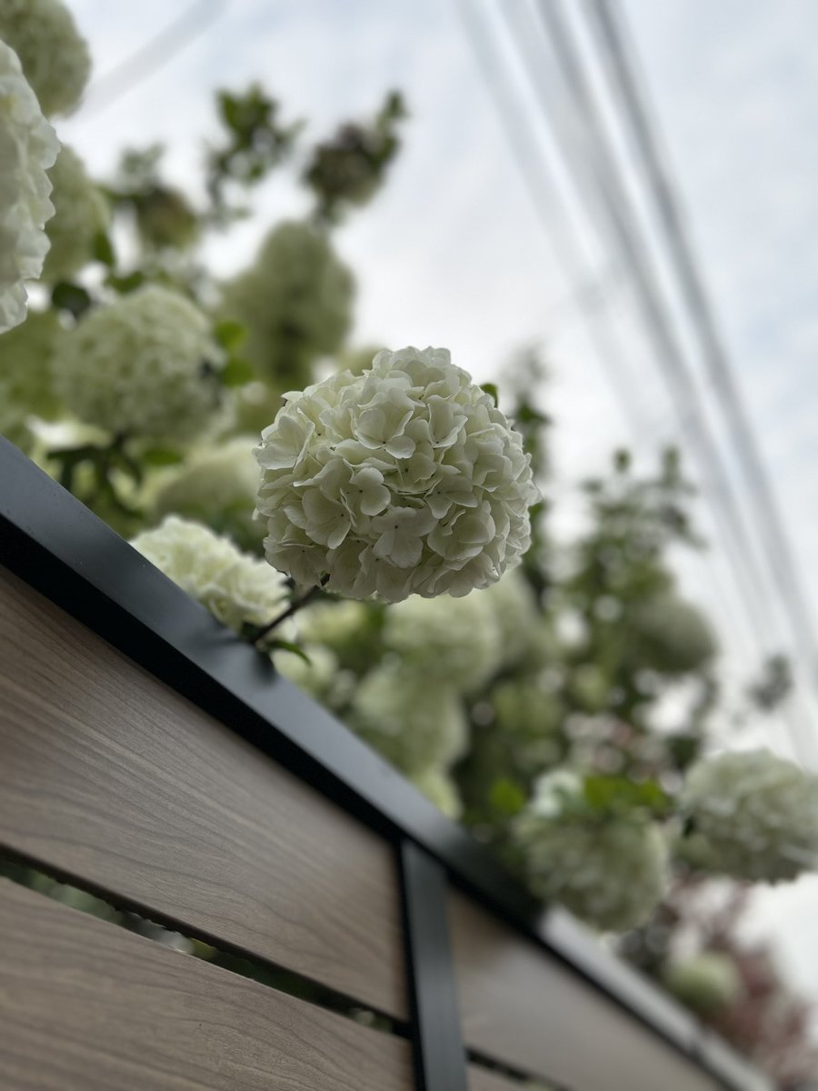 こぐま（ぎゅ） tweet media