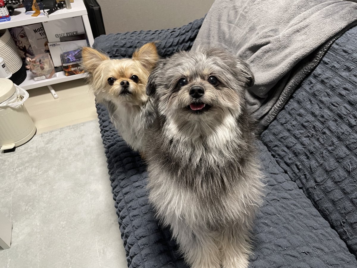 boukoharu0223's tweet photo. 2匹ともミックスです！🥰
(結構難易度高いと言われます…！) https://t.co/RZWonc0T8X