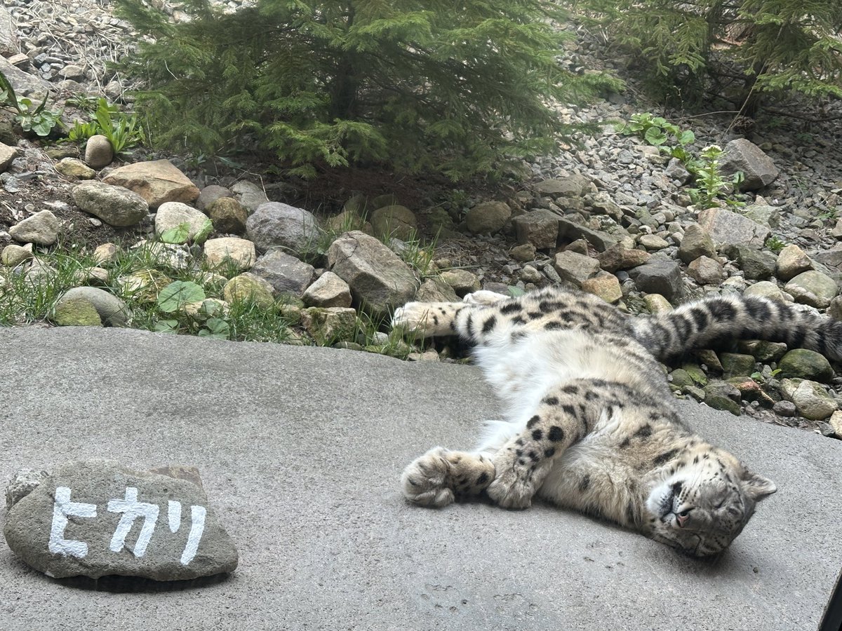 mii_3_104's tweet image. お名前札の前でゴロンチョ😽ヒカリちゃん♡
再入場できないとはつゆ知らず💦
でもご飯食べに出かけるので、また後で行こうかなwこんなことなら年パス買えば良かったw