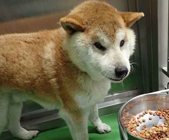 迷子の犬🐶を保護しています

柴犬・茶・オス・推定13才
古い革製茶首輪装着
収容日：R8年4月10日
保護された場所：奈良市都白石

詳細は当課HP📷city.nara.lg.jp/soshiki/97/222…
こころ当たりのある方は、保健衛生課までご連絡下さい