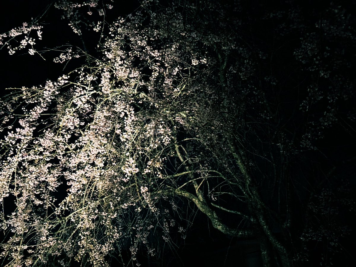 めんこいベイベ tweet media