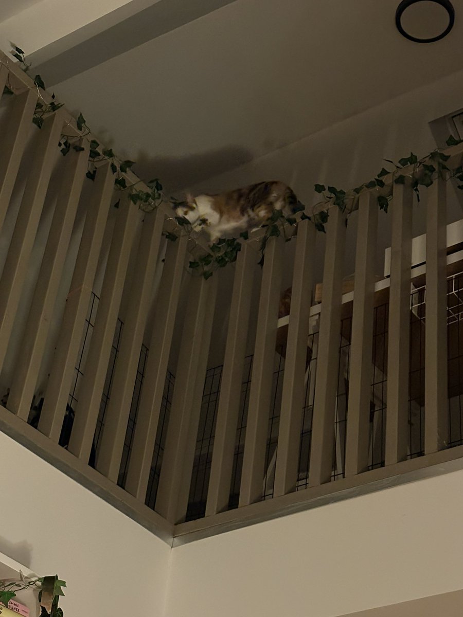 ryn (& apple) ‧₊ 🍒 ᵎᵎ tweet media