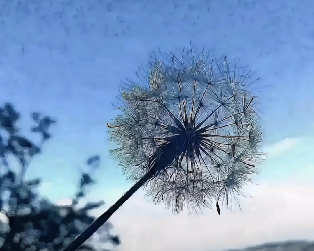 RonaldR52506840's tweet image. Sunset light through the dandelions
#DandelionMagic #NatureVibes #SunsetLovers #EveningLight