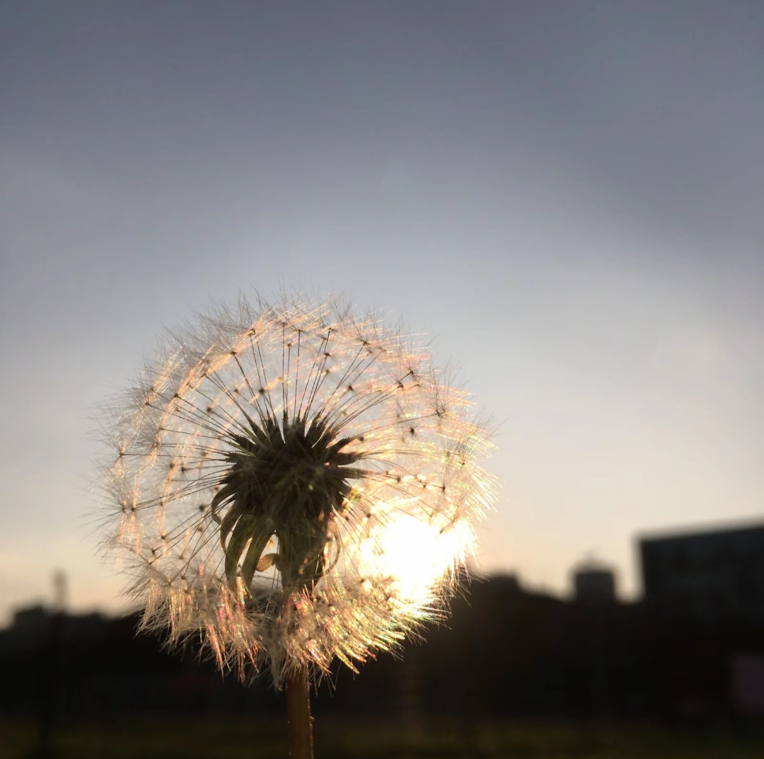 RonaldR52506840's tweet image. Sunset light through the dandelions
#DandelionMagic #NatureVibes #SunsetLovers #EveningLight