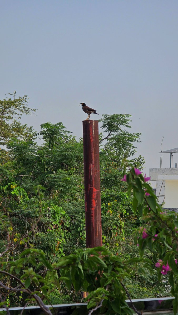 OfficialRituRai's tweet image. हर ऊँचाई पर रुकना मंज़िल नहीं होता,
कुछ ठहराव सिर्फ सही समय का इंतज़ार होते हैं,
ताकि उड़ान और ऊँची हो सके।
ऋतुराय 

#NatureEscape #NatureIsMagic