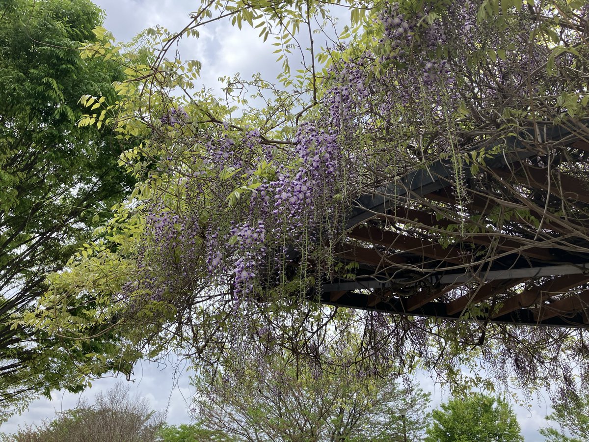 4/15 桜の開花後、生垣や藤棚が少しずつ色づき始めています。
生憎の曇り空ですが、西部近隣公園ではまだ八重桜が開花しています🌸
#西部近隣公園
#勝田台中央公園