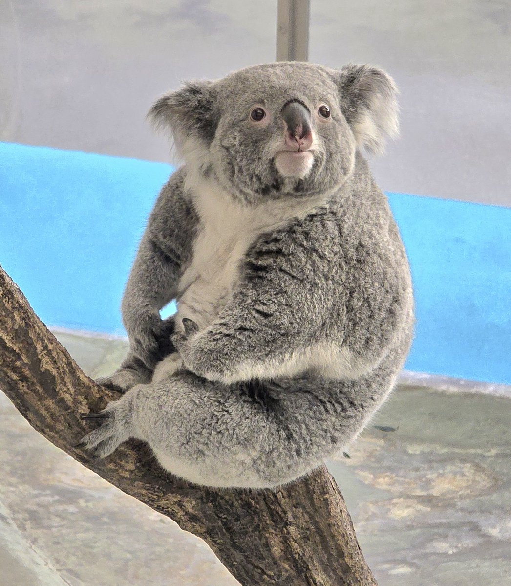 コマチニスト🐨🚅😍 tweet media