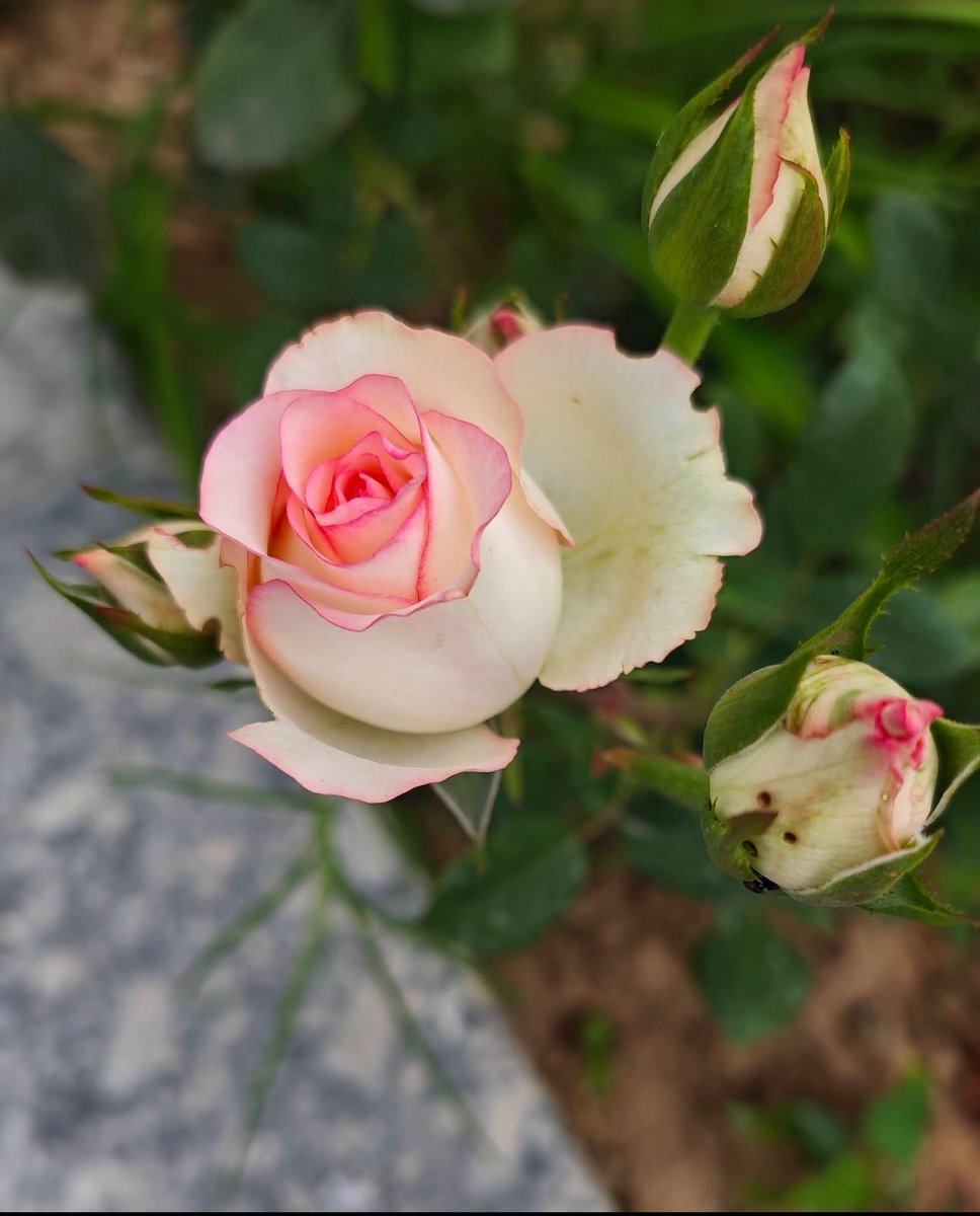 Vrundavan_Dham's tweet image. love doesn’t need logic, it just is. 💖

#Wednesdayvibes🦋🦋