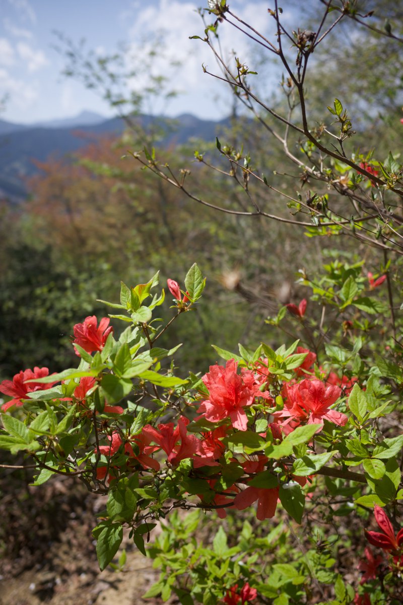 kaze_sawaki's tweet photo. 青梅丘陵、春の光。

奈良旅行の翌日、ハイキングへ出かけました。植物ガイドを受けながらで、学びが多く、メチャ楽しかった！😆
奈良の写真はまだ見終えていない😹 https://t.co/SiHqJ6pZtz