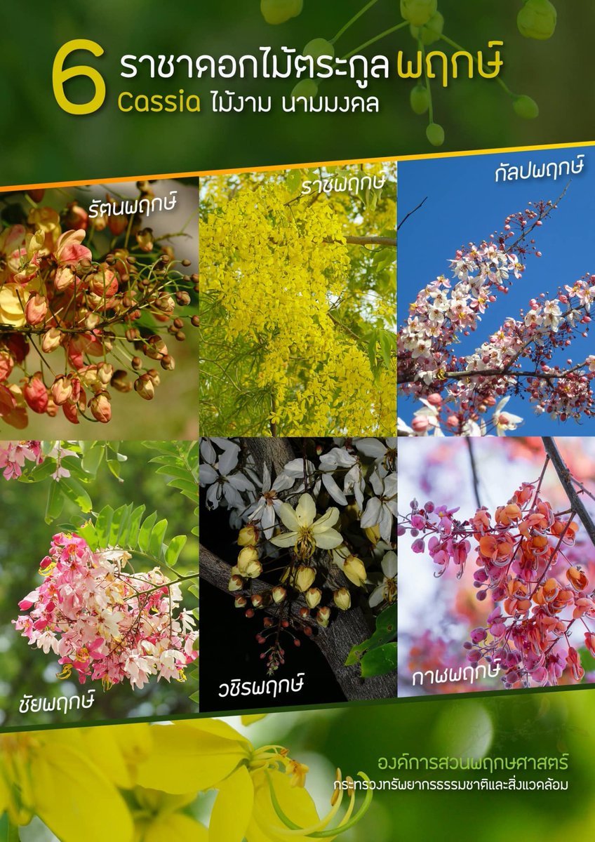 องค์การสวนพฤกษศาสตร์ tweet media