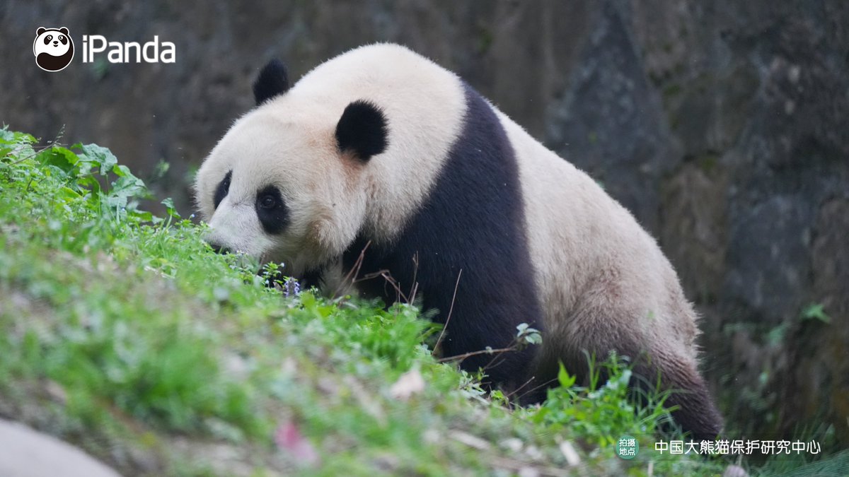 ipandacom's tweet image. Perfect spring weather for a relaxing stroll with Ji Fu.   

#PandaPic #CCRCGP #PandaLife   

For more panda information, please check out: en.ipanda.com