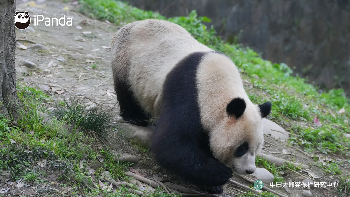 ipandacom's tweet image. Perfect spring weather for a relaxing stroll with Ji Fu.   

#PandaPic #CCRCGP #PandaLife   

For more panda information, please check out: en.ipanda.com