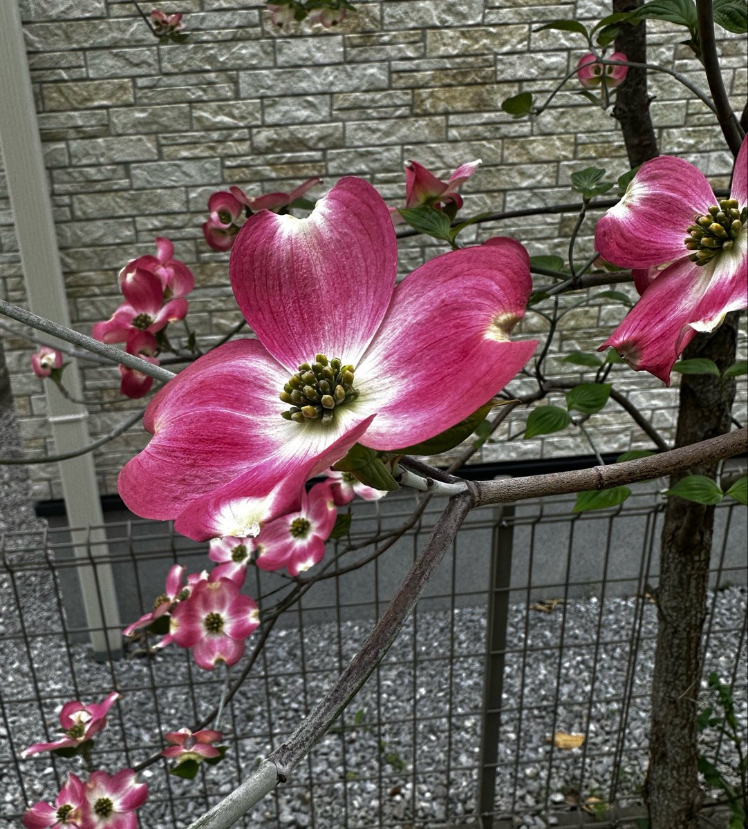 loosebeat7 tweet media