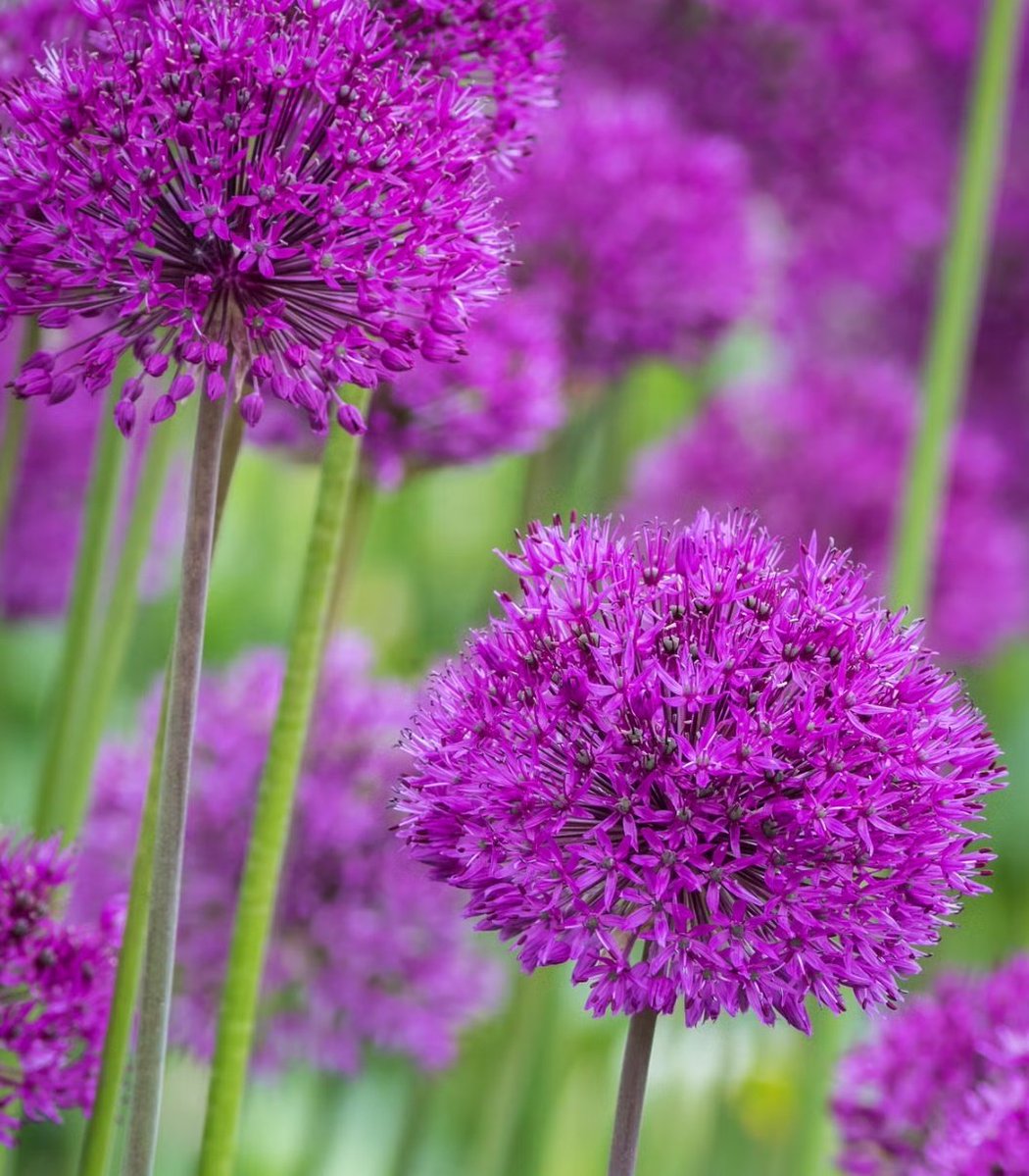 jaisrihari tweet media