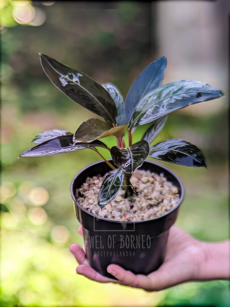Jewelofborneo's tweet photo. Bucephalandra Excalibur ༒︎
✈️Shipping world wide
Phytosanitary and 100% legal!!
Dm for information
-
-
-
-
-
-
-
#bucephalandra #buce #jewelofborneo #jobb #aroid #ブセファランドラ #부세파란드라 #homalomena #ホマロメナ #jungleplant #schismatoglottis https://t.co/AAwPbwMavN