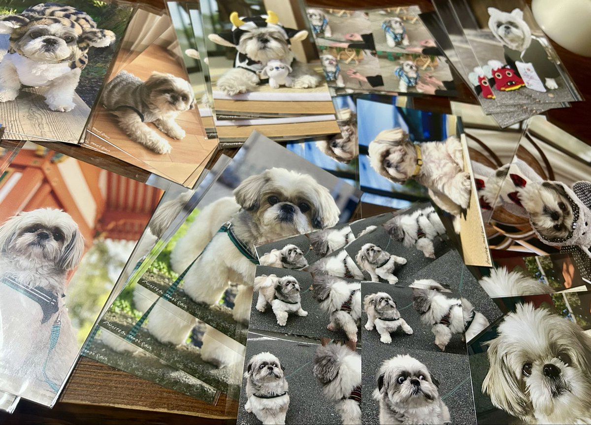 シーズー犬あうんのてんぽ【公式】AUN🇯🇵 tweet media