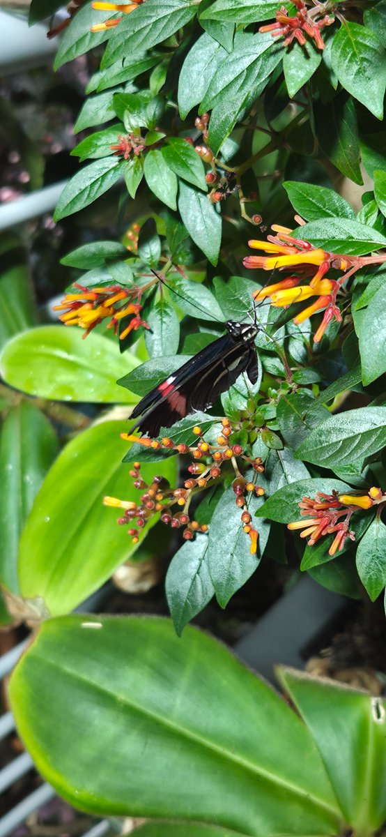 C0nflict tweet media